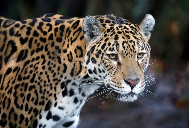 How Jaguars Survive In Harsh Environments