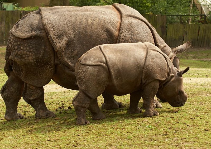 How Javan Rhinoceross Raise Their Young In The Wild