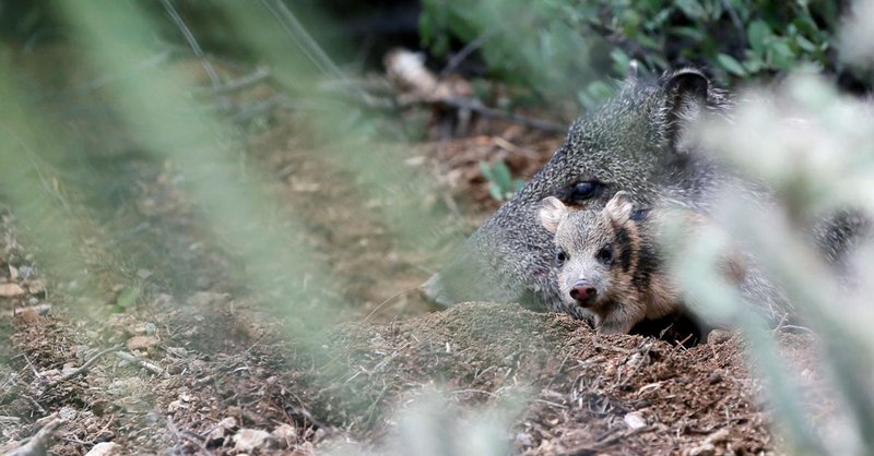 How Javelinas Survive In Harsh Environments