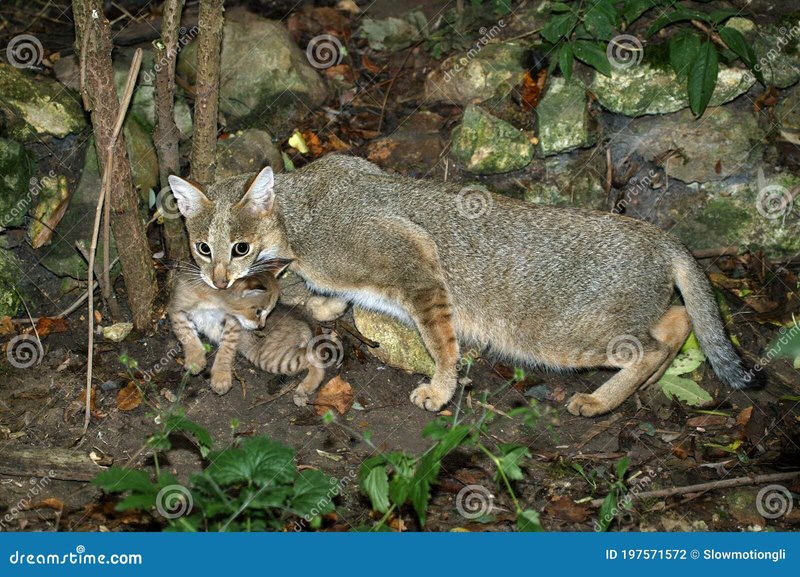 How Jungle Cats Raise Their Young In The Wild