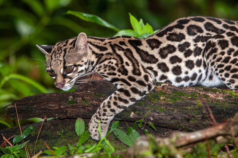 How Jungle Cats Survive In Harsh Environments