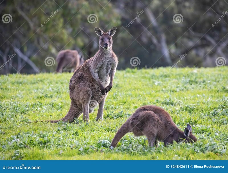 How Kangaroos Raise Their Young In The Wild