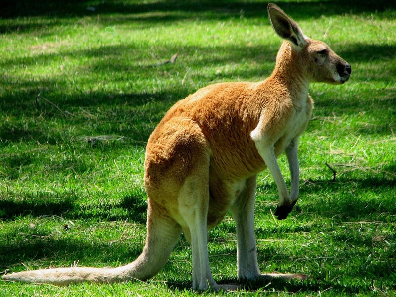 How Kangaroos Survive In Harsh Environments