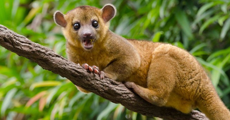How Kinkajous Survive In Harsh Environments