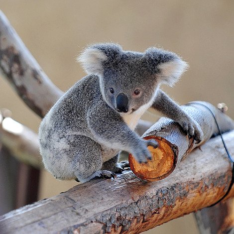 How Koalas Raise Their Young In The Wild