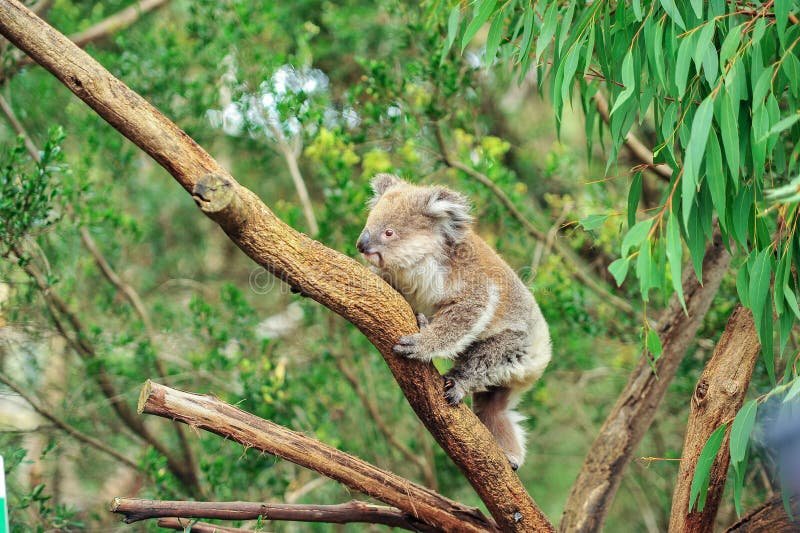 How Koalas Survive In Harsh Environments