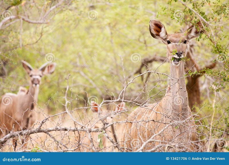 How Kudus Raise Their Young In The Wild