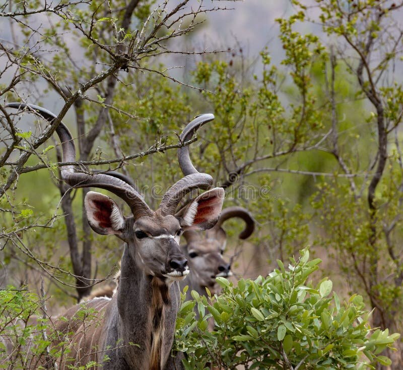 How Kudus Survive In Harsh Environments