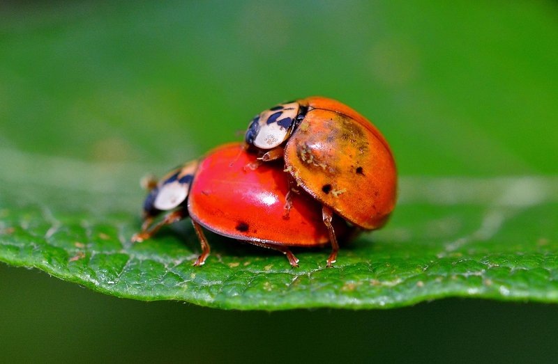 How Ladybugs Communicate And Interact