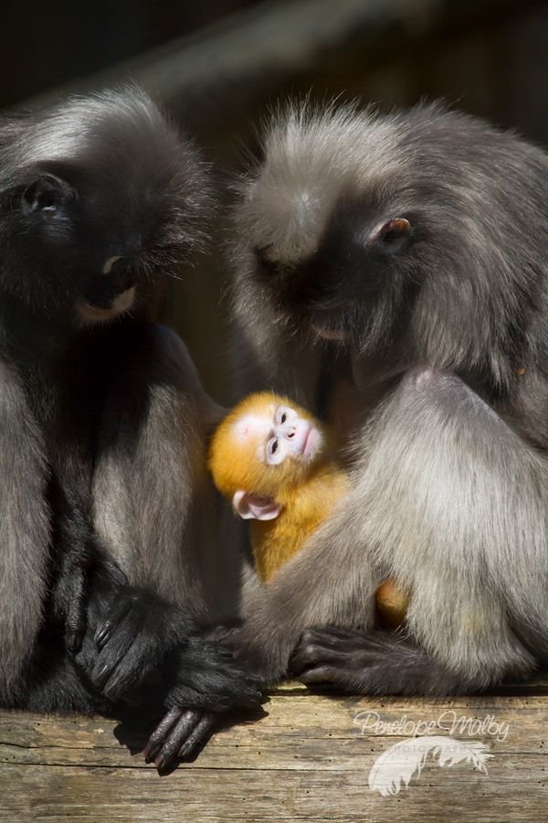 How Langurs Raise Their Young In The Wild