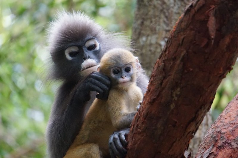 How Langurs Survive In Harsh Environments