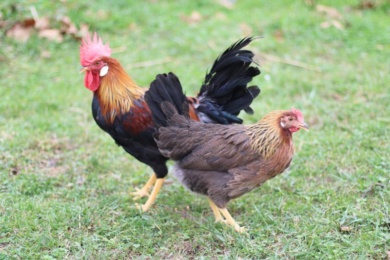 How Leghorns Adapt To Their Environment