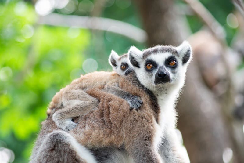 How Lemurs Raise Their Young In The Wild