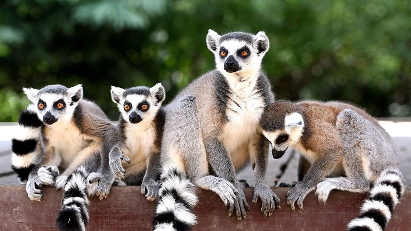 How Lemurs Survive In Harsh Environments