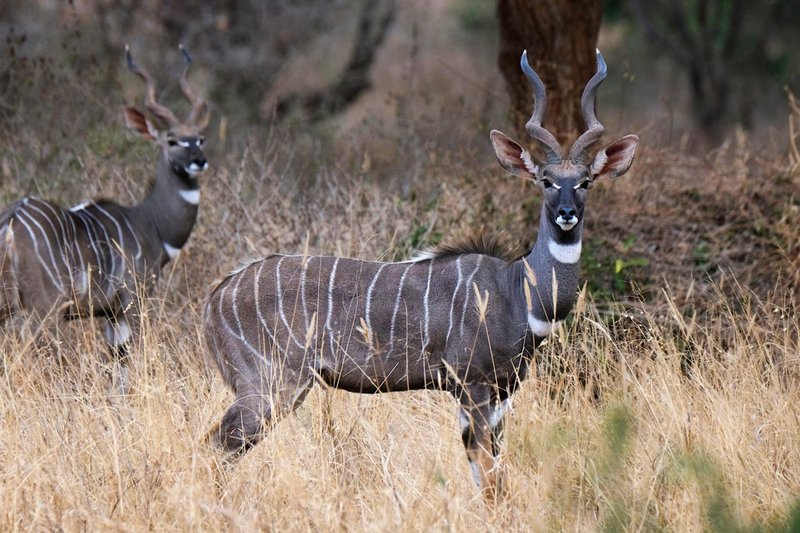 How Lesser Kudus Survive In Harsh Environments