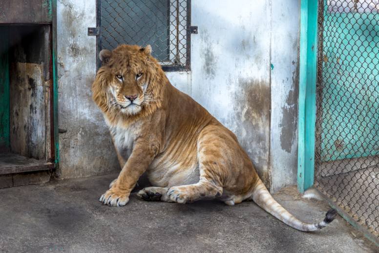 How Ligers Survive In Harsh Environments