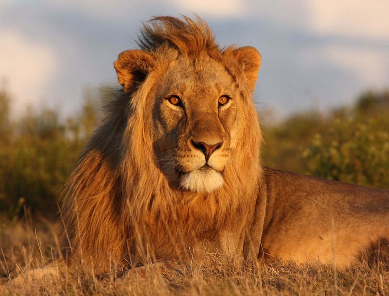 How Lions Raise Their Young In The Wild