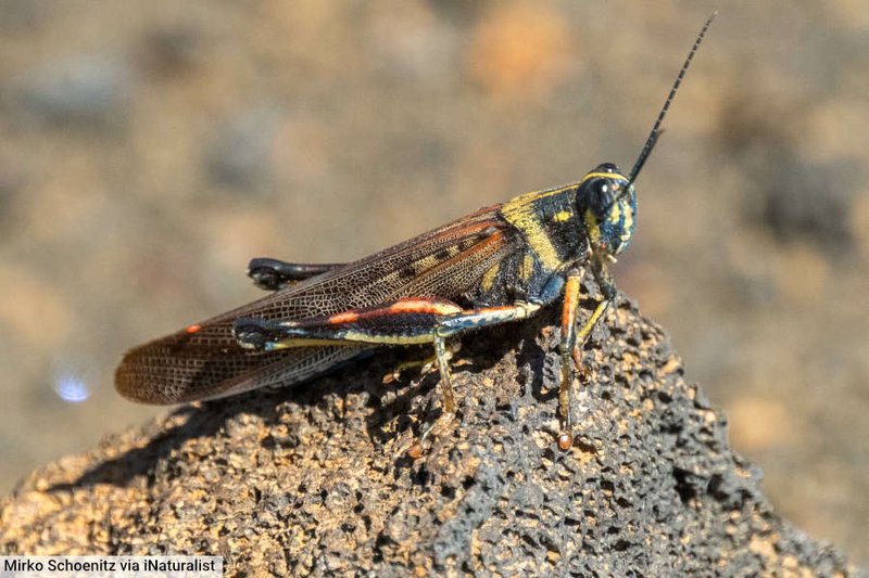 How Locusts Communicate And Interact