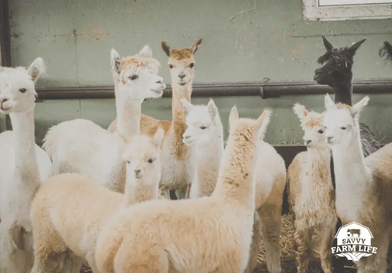 How Long Do Alpacas Live? Lifespan And Aging Signs
