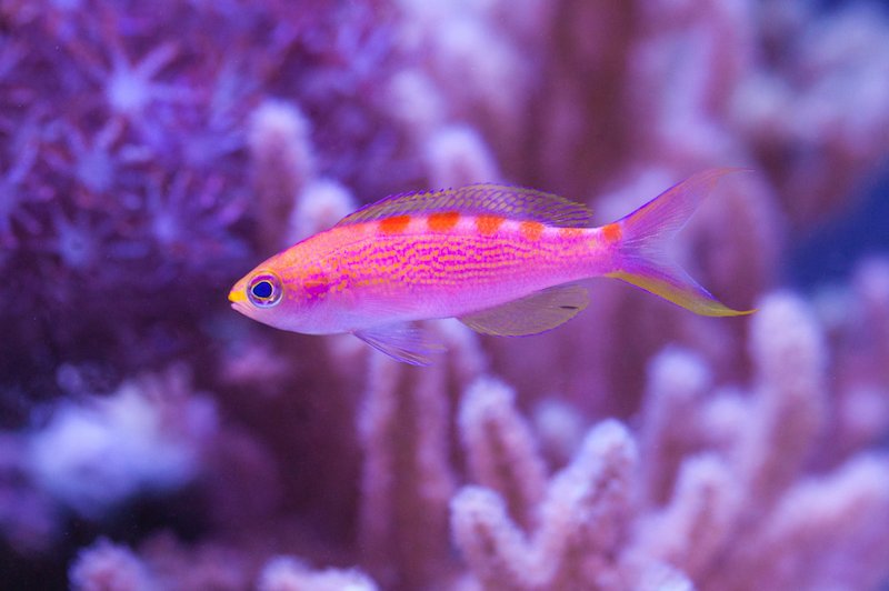 How Long Do Anthias Live? Lifespan In Aquariums