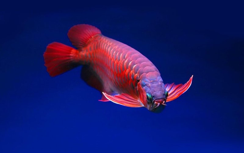 How Long Do Arowana Live? Lifespan In Captivity