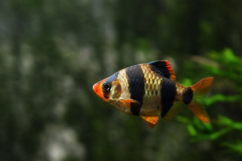 How Long Do Barbs Live? Lifespan In Captivity