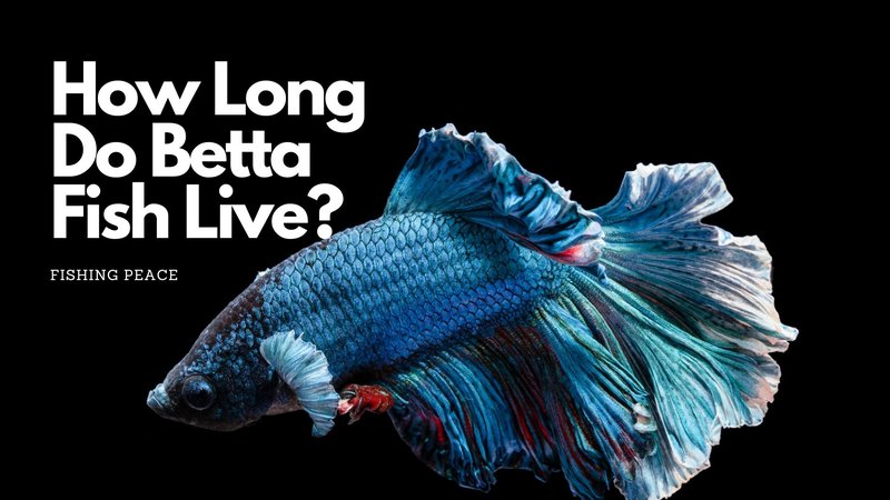 How Long Do Betta Fish Live? Lifespan In Captivity