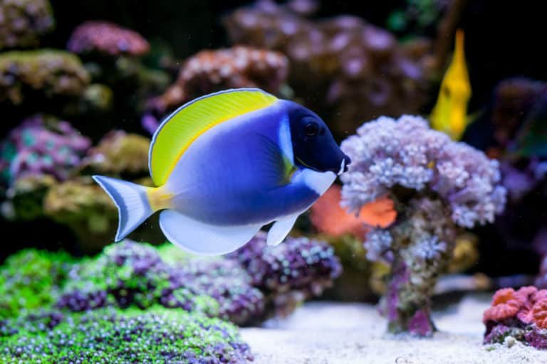 How Long Do Blue Tang Live? Lifespan In Aquariums
