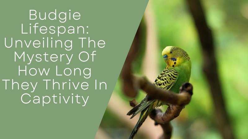 How Long Do Budgies Live? Lifespan In Captivity