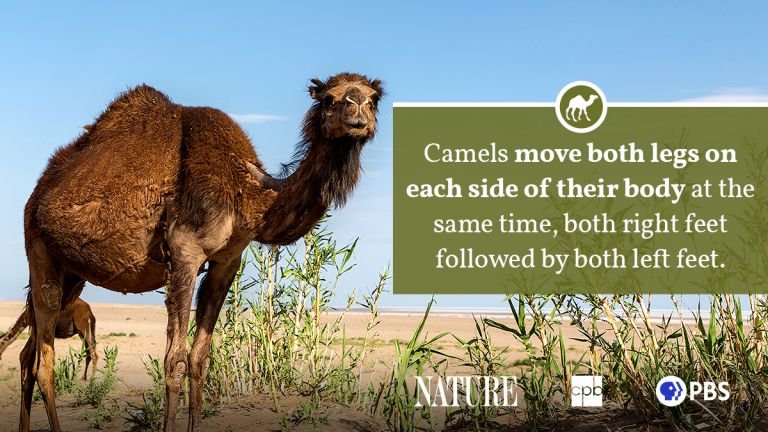How Long Do Camels Live? Lifespan And Life Stages