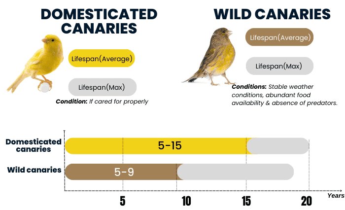 How Long Do Canaries Live? Lifespan In Captivity
