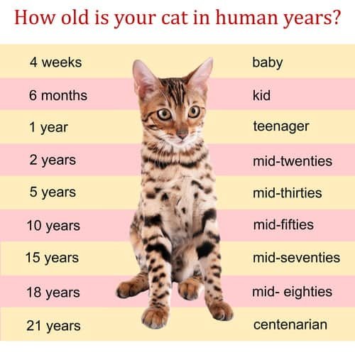 How Long Do Cats Live? Lifespan And Aging Tips