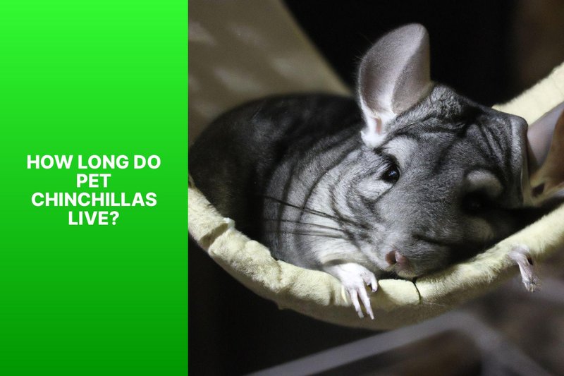 How Long Do Chinchillas Live? Lifespan And Aging Signs