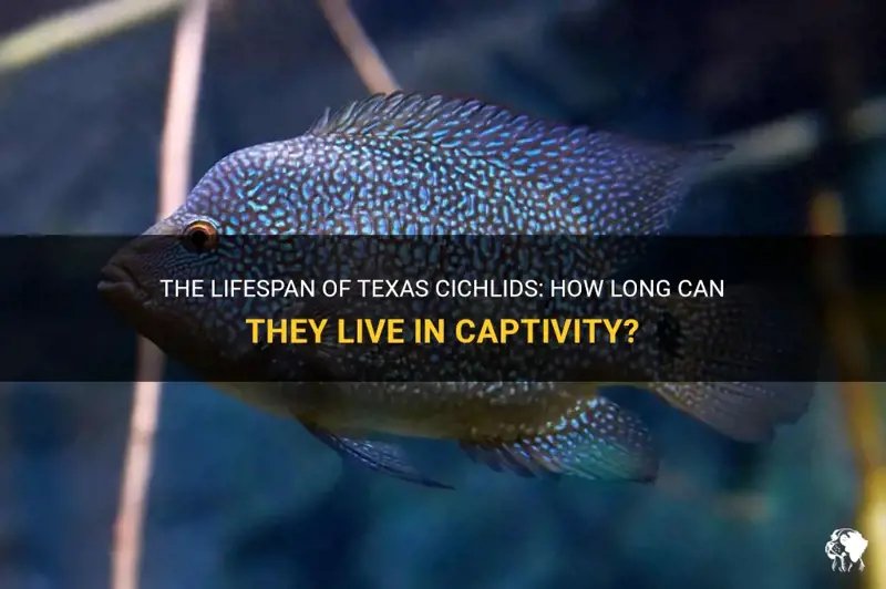 How Long Do Cichlid Live? Lifespan In Captivity