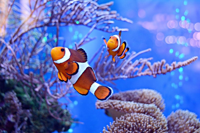How Long Do Clownfish Live? Lifespan In Aquariums