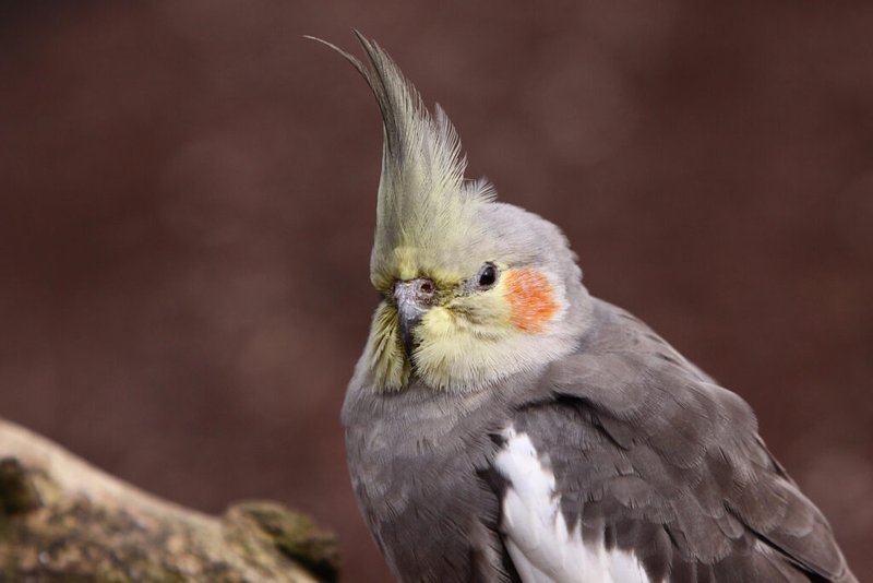 How Long Do Cockatiels Live? Lifespan And Aging Signs