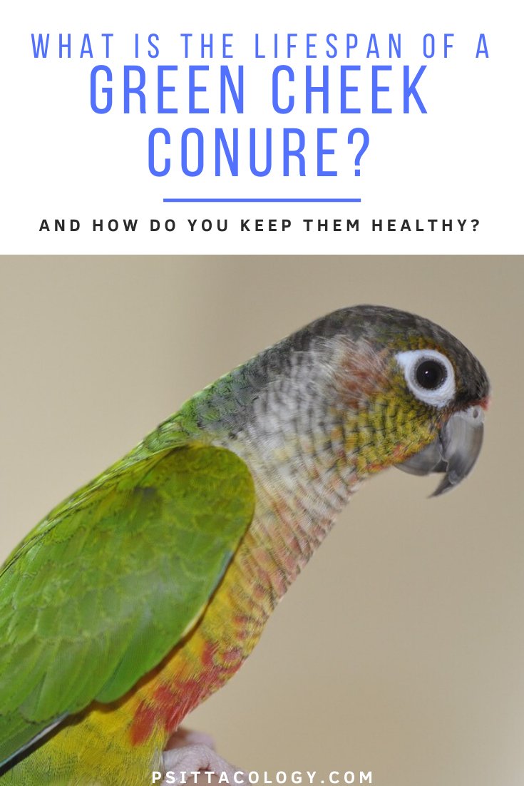 How Long Do Conures Live? Lifespan In Captivity