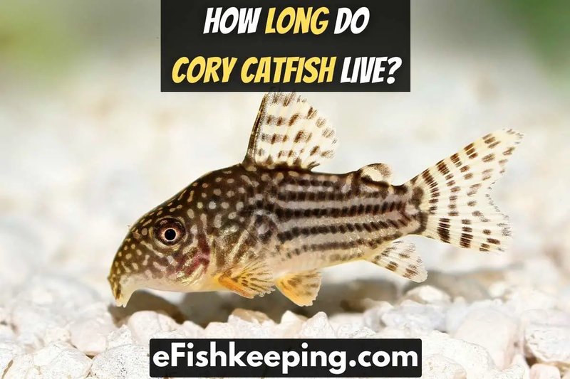 How Long Do Corydoras Catfish Live? Lifespan In Captivity