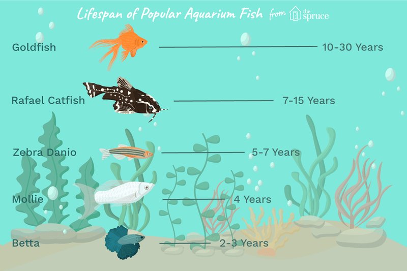How Long Do Damsel Fish Live? Lifespan In Aquariums