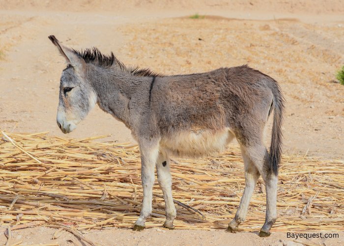 How Long Do Donkeys Live? Lifespan And Aging Signs