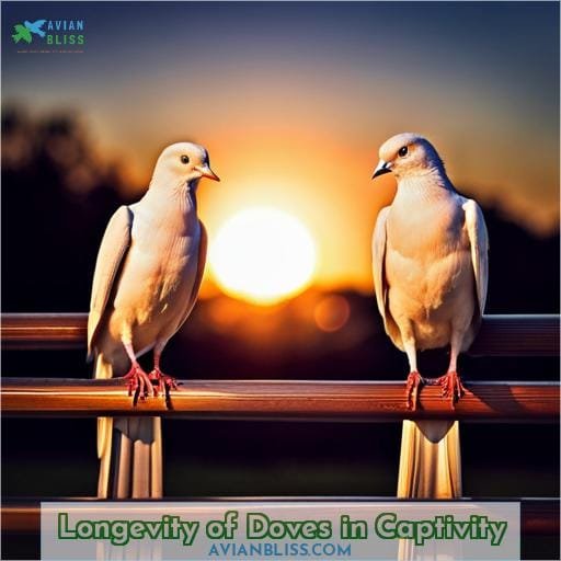 How Long Do Doves Live? Lifespan In Captivity