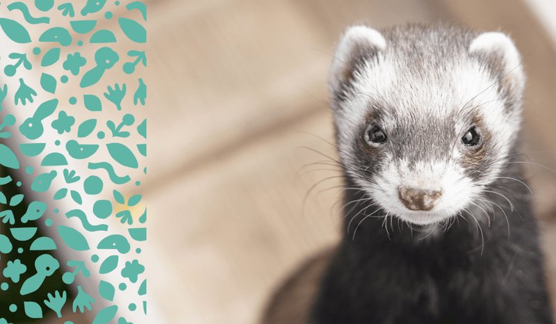 How Long Do Ferrets Live? Lifespan And Aging Signs