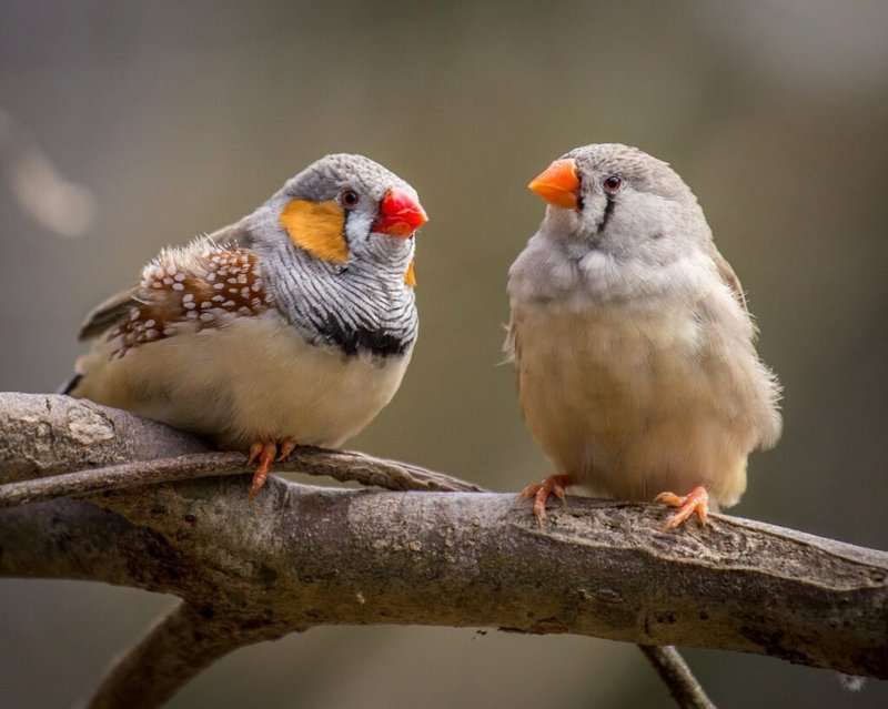 How Long Do Finches Live In Captivity?