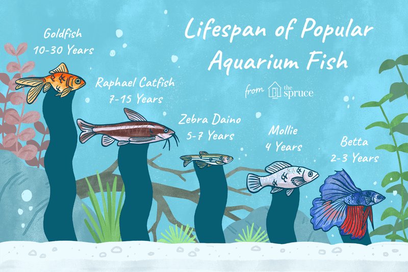 How Long Do Firefish Live? Lifespan In Aquariums
