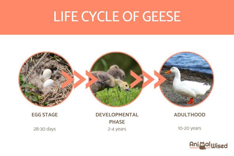 How Long Do Geese Live? Lifespan In Captivity