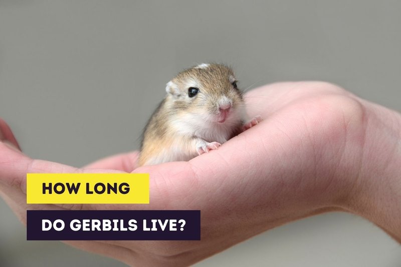 How Long Do Gerbils Live? Lifespan And Care By Age