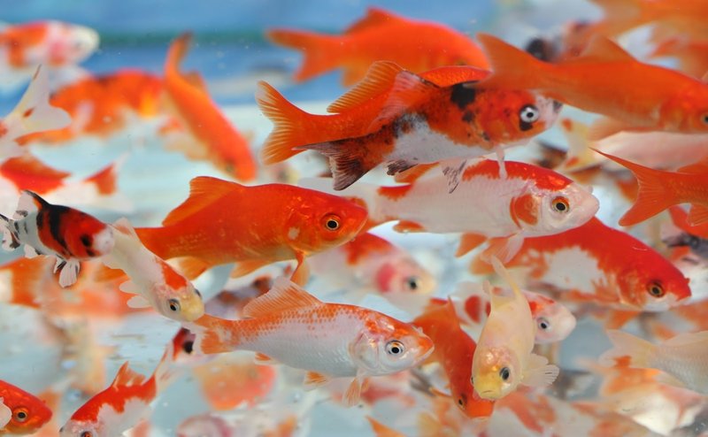 How Long Do Goldfish Live? Lifespan In Captivity