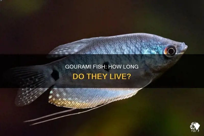 How Long Do Gourami Live? Lifespan In Captivity