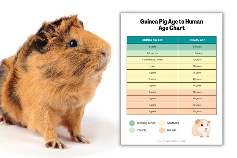 How Long Do Guinea Pigs Live? Lifespan And Aging Signs