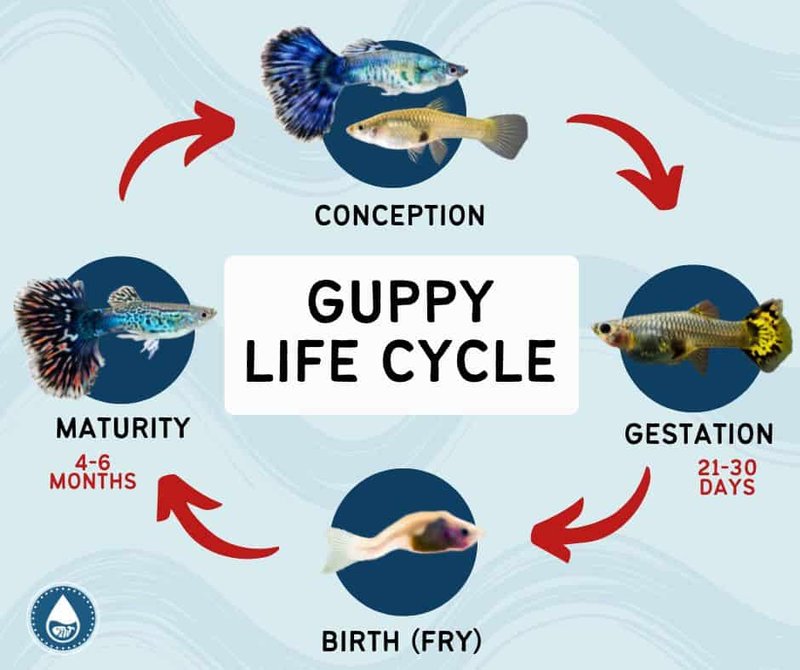 How Long Do Guppy Live? Lifespan In Captivity